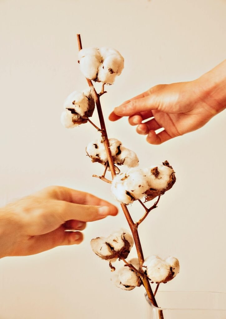 Duas mãos de uma pessoa segurando um ramo de algodão.