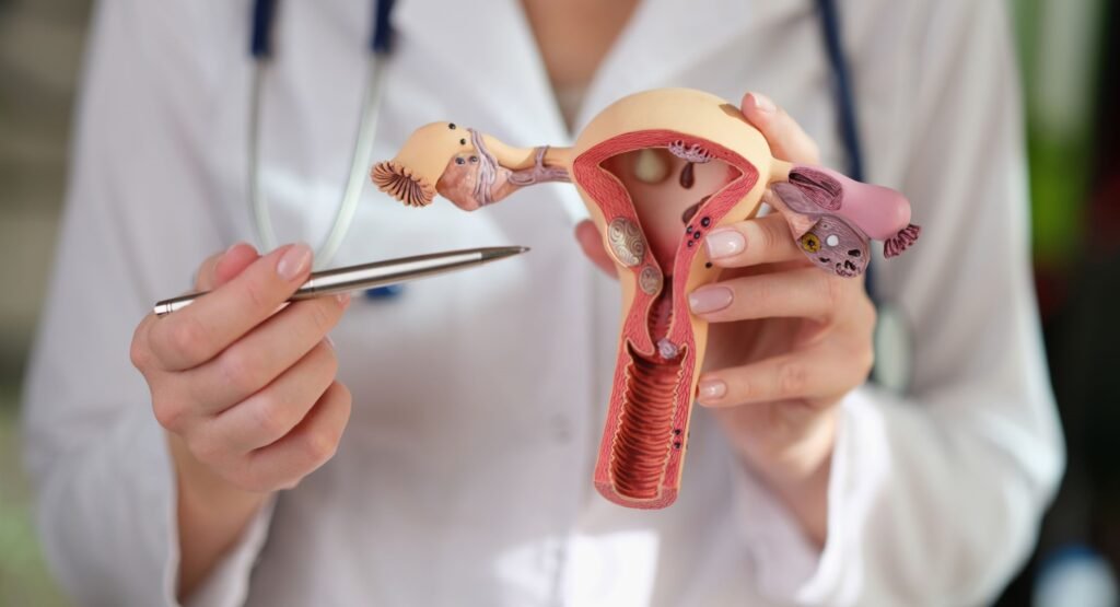 Ginecologista segurando um modelo de canal vaginal.
